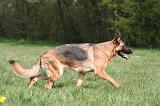 BERGER ALLEMAND 1254